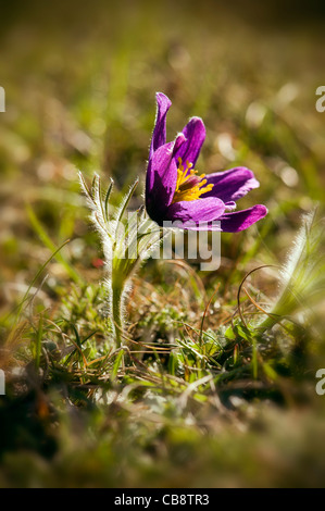 Un seul Pasque flower sur Barton Hills National Nature Reserve chalk typique du nord des prairies UK Bedfordshire Chilterns. Banque D'Images