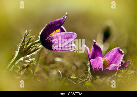 Deux fleurs Anémone pulsatille sur Barton Hills National Nature Reserve chalk grassland Bedfordshire UK typique. Banque D'Images