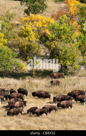 Bison d'Amérique (Bison bison) dans un pré, Custer State Park Buffalo Roundup, Custer State Park, dans le Dakota du Sud. Banque D'Images