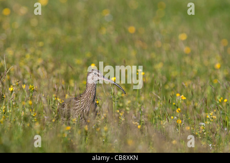 Curlew Numenius arquata, , Brachvogel, Bressay, Shetland, d'oiseaux adultes Banque D'Images
