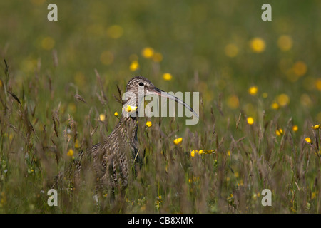 Curlew Numenius arquata, , Brachvogel, Bressay, Shetland, d'oiseaux adultes Banque D'Images