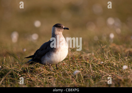 Labbe parasite, Stercorarius parasiticus, Schmarotzerraubmöwe, Shetland, des profils Banque D'Images