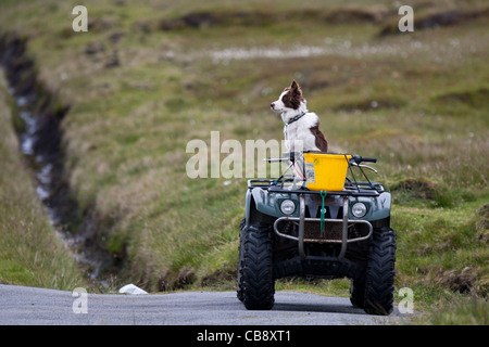 Berger, Border Collie, Shetland, Foula, travaillant en attente de berger Banque D'Images