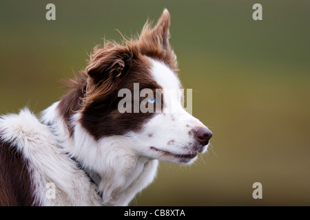 Berger, Border Collie, Shetland, Foula, le travail de berger Banque D'Images