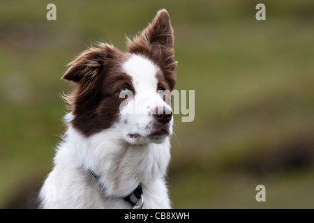 Berger, Border Collie, Shetland, Foula, le travail de berger Banque D'Images