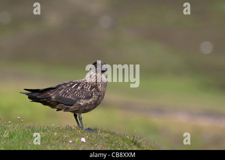 Grand Labbe, Bonxie, Shetland, Catharacta skua, labbe, Shetland, adultes Banque D'Images