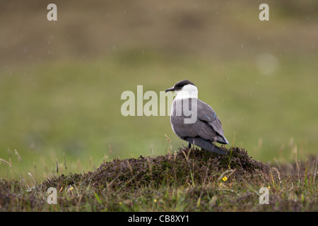 Labbe parasite, Stercorarius parasiticus, Schmarotzerraubmöwe, Shetland, des profils Banque D'Images