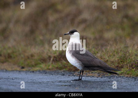 Labbe parasite, Stercorarius parasiticus, Schmarotzerraubmöwe, Shetland, des profils Banque D'Images