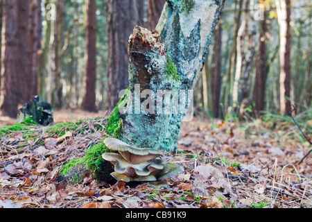 Arbre champignon poussant à partir de la base d'un bouleau argenté moussu Banque D'Images