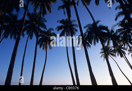 Hawaï, Molokai, Kamehameha Coconut Grove, coucher du soleil Banque D'Images