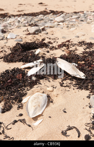 L'os de seiche échoués sur des os de seiches hêtre parmi les fucus vésiculeux Banque D'Images