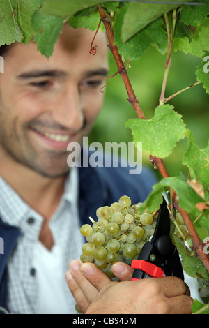 Vigneron couper une grappe de raisin Banque D'Images