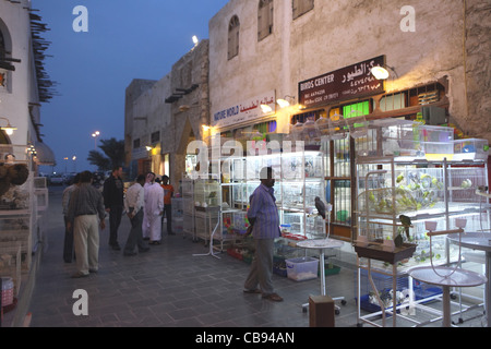 Les pet shop salon de Souq Waqif dans la soirée Banque D'Images