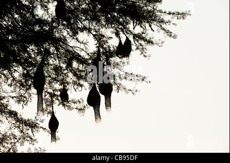 Ploceus philippinus . Baya Weaver nids d'oiseau dans un tamarinier dans l'Indien countyrside. Silhouette Banque D'Images