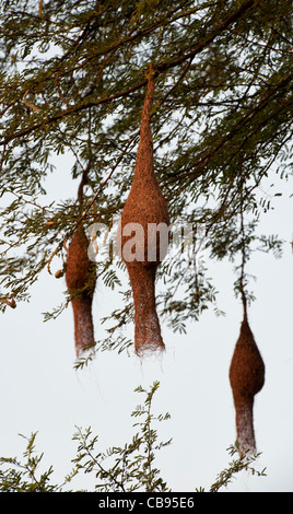 Ploceus philippinus . Baya Weaver nids d'oiseau dans un tamarinier dans l'Indien countyrside. Banque D'Images