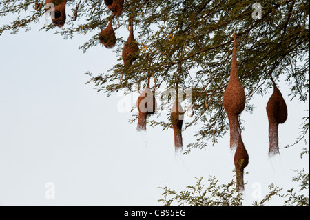 Ploceus philippinus . Baya Weaver nids d'oiseau dans un tamarinier dans l'Indien countyrside. Banque D'Images