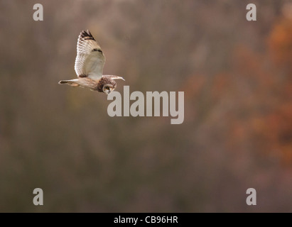 Hibou moyen court sauvage la chasse dans les prairies dans le Leicestershire Banque D'Images