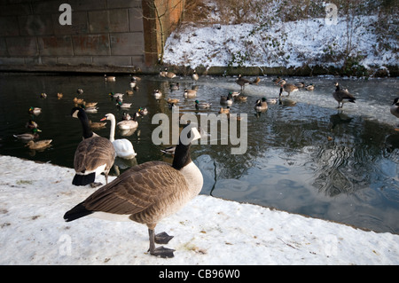 Les canards et autres animaux sauvages sur le Canal de Bridgewater à Manchester, en Angleterre, au cours de l'hiver Banque D'Images