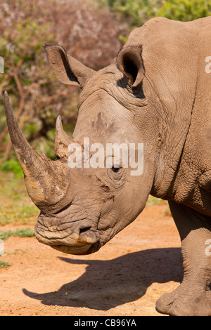 Rhinocéros blanc ou Square-lipped rhinoceros (Ceratotherium simum) Parc de Pilanesberg, Afrique du Sud Banque D'Images