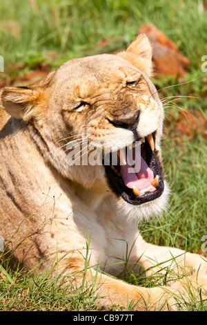 Lionne ( Panthera leo ) à Pilanesberg, Afrique du Sud Banque D'Images