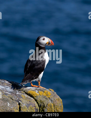 Macareux moine (Fratercula arctica), à l'île de mai, l'Ecosse Banque D'Images