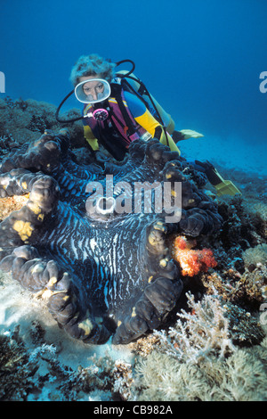 Scuba Diver à un géant tridacna clam (Tridacna gigas), le plus grand mollusque bivalve, l'Irian Jaya, Nouvelle Guinée, Indonésie, Asie Banque D'Images