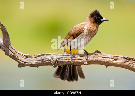 Bulbul commun, black-eyed Bulbul ou jardin commun ( Bulbul Pycnonotus barbatus ) Banque D'Images