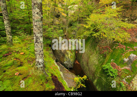 Grotte de l'orignal, Bear River Gorge, Grafton Notch State Park, Newry, Montagnes Blanches, Maine, USA Banque D'Images