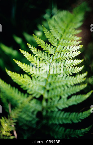 Libre de fronde de fougère Banque D'Images