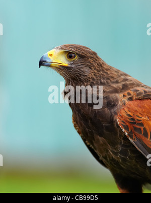 Head shot of Parabuteo unicinctus en saison estivale. Banque D'Images