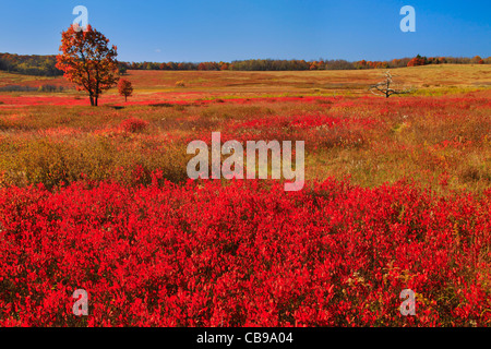 Big Meadows, Shenandoah National Park, Virginia, USA Banque D'Images