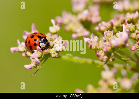 Coccinellid ( Harmonia axyridis) Banque D'Images