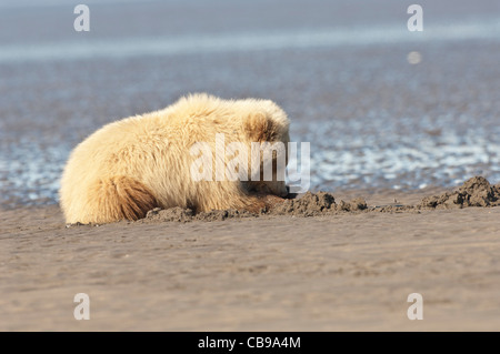 Stock photo d'un ours brun d'Alaska phase blonde cub récolte des myes à marée basse. Banque D'Images