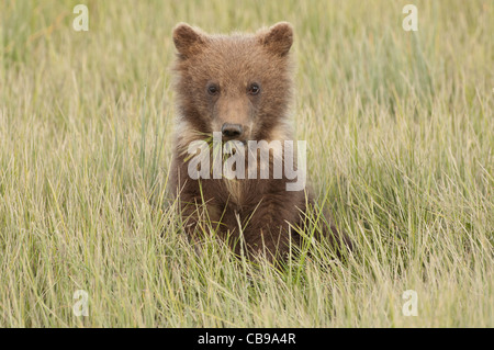 Stock photo d'un ours brun d'Alaska cub assis dans une prairie, carex =. Banque D'Images