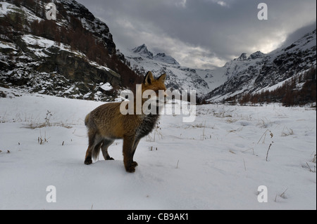 Un renard roux dans la vallée de Valsavarenche, vallée d'aoste, Italie Banque D'Images