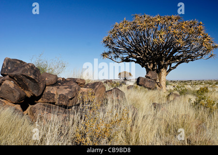 Quivertree forest à Garas Quiver Tree Park, Ferme Gariganus, Namibie Banque D'Images