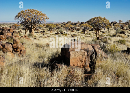 Quivertree forest à Garas Quiver Tree Park, Ferme Gariganus, Namibie Banque D'Images