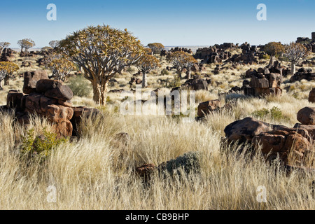 Quivertree forest à Garas Quiver Tree Park, Ferme Gariganus, Namibie Banque D'Images