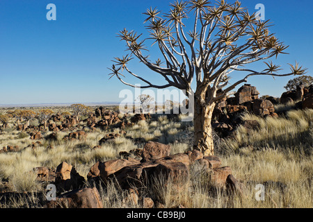 Quivertree forest à Garas Quiver Tree Park, Ferme Gariganus, Namibie Banque D'Images