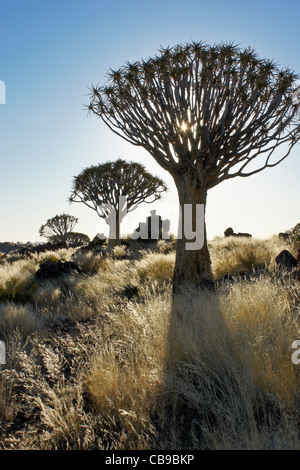 Quivertree forest à Garas Quiver Tree Park, Ferme Gariganus, Namibie Banque D'Images