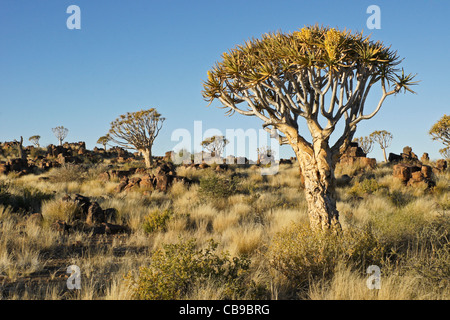 Quivertree forest à Garas Quiver Tree Park, Ferme Gariganus, Namibie Banque D'Images