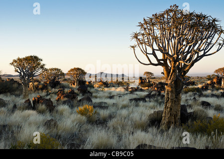 Quivertree forest à Garas Quiver Tree Park, Ferme Gariganus, Namibie Banque D'Images