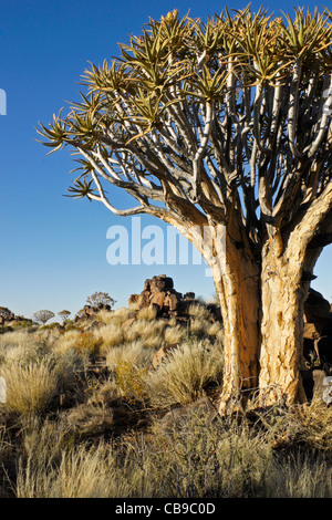 Quivertree forest à Garas Quiver Tree Park, Ferme Gariganus, Namibie Banque D'Images