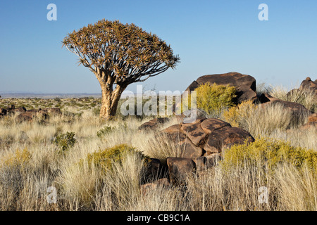 Quivertree forest à Garas Quiver Tree Park, Ferme Gariganus, Namibie Banque D'Images