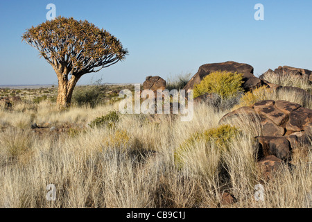 Quivertree forest à Garas Quiver Tree Park, Ferme Gariganus, Namibie Banque D'Images