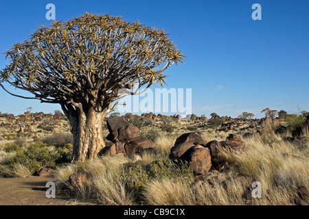 Quivertree forest à Garas Quiver Tree Park, Ferme Gariganus, Namibie Banque D'Images