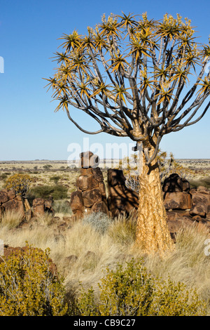 Quivertree forest à Garas Quiver Tree Park, Ferme Gariganus, Namibie Banque D'Images