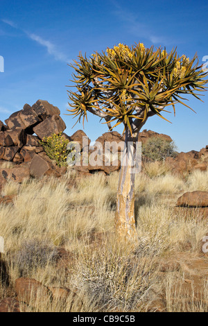 Quivertree en fleurs à aire du géant, la Namibie Banque D'Images