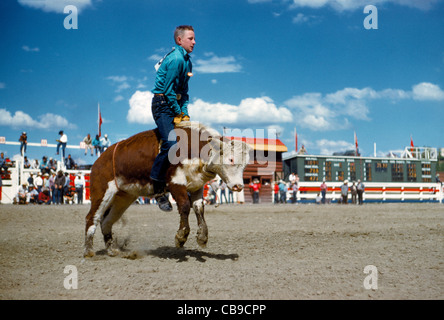 Un jeune cow-boy est déterminé à faire de la jeune direction de tronçonnage au cours de la compétition de rodéo lors de l'assemblée le Stampede de Calgary, Calgary, Alberta, Canada. Banque D'Images