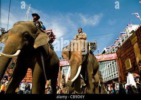 Les éléphants marchant à travers les rues de Surin au cours de l'assemblée annuelle de roundup eu lieu chaque mois de novembre. Banque D'Images